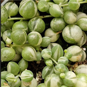 Senecio Rowleyanus Variegated -string Of Pearls